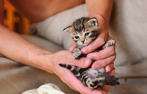 刚出生的小猫一次喂多少毫升奶