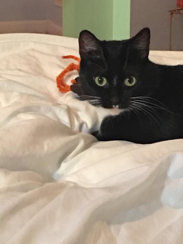 如何用手机拍好一只乌云盖雪的猫?