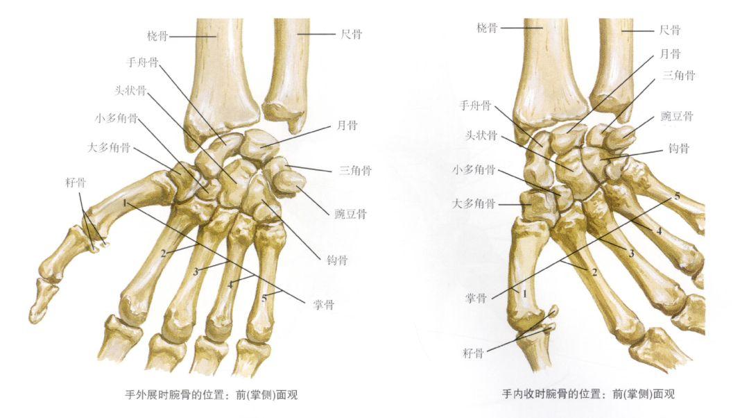 腕关节实际上是桡腕关节的简称,是典型的椭圆关节,由手的手舟骨,月骨