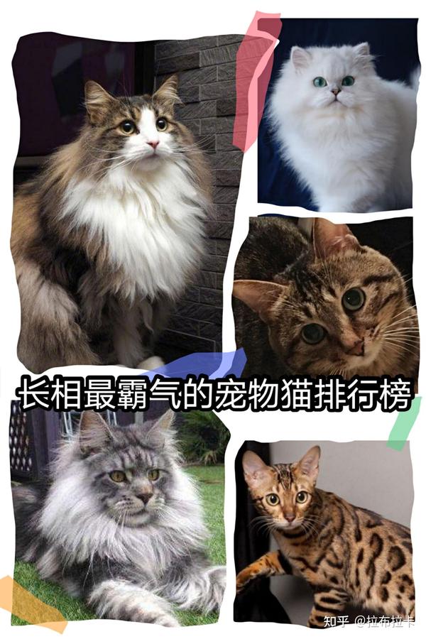 长相最霸气的宠物猫咪排行榜top5