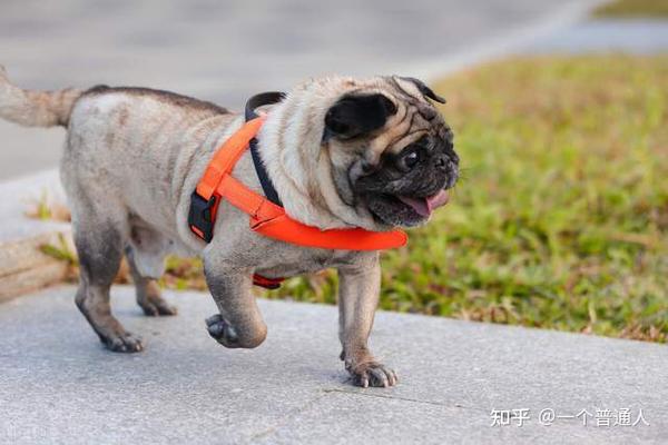 巴哥犬与沙皮狗的区别有哪些?看过你就懂!