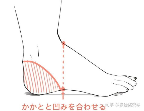 此外,脚底板的最凹处对应着脚背的顶点,可以以此为参照进行绘画.