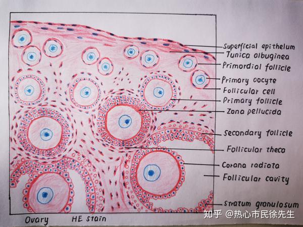 31更新:睾丸生精小管和睾丸间质 下周是卵巢皮质