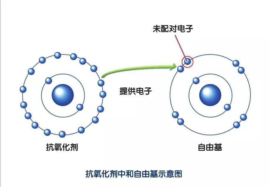 何为抗氧化何为自由基