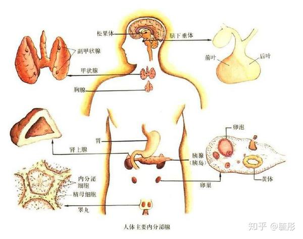 我们身体的生长发育,新陈代谢,生殖和性,组织功能以及我们的情绪,情感