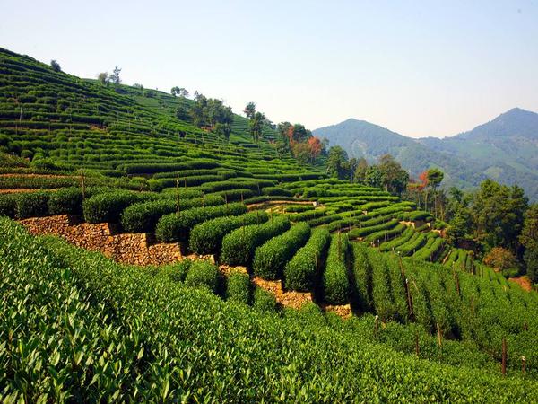 住在杭州的茶园民宿,假装自己是勤劳的茶农