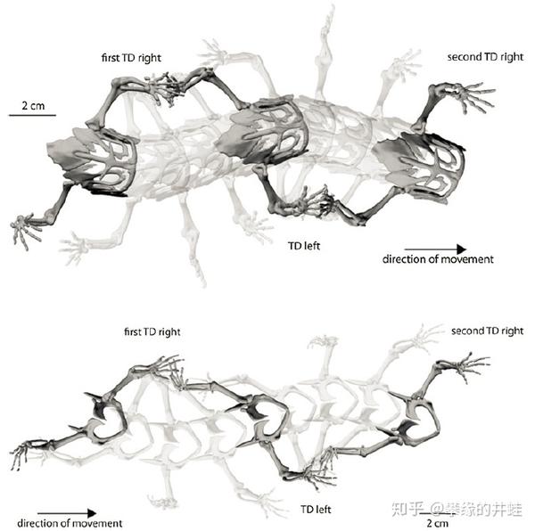 石炭纪的陆栖四足动物,比如彼得足螈和引螈,很可能就是用这种方式运动