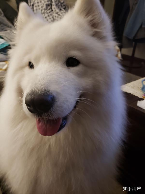 萨摩耶和柴犬,哪个比较好养?