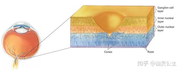 视觉系统3之视网膜的显微解剖