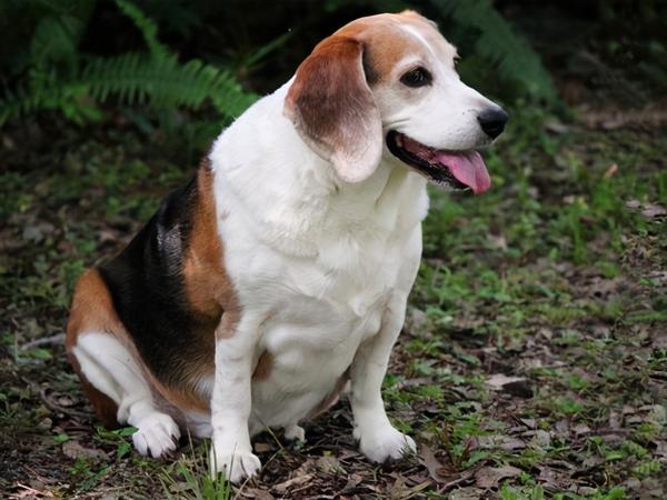 森林之铃比格犬不被喜欢仅仅是叫声大吗
