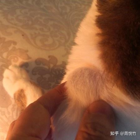 猫咪皮肤上长了一个小肉瘤