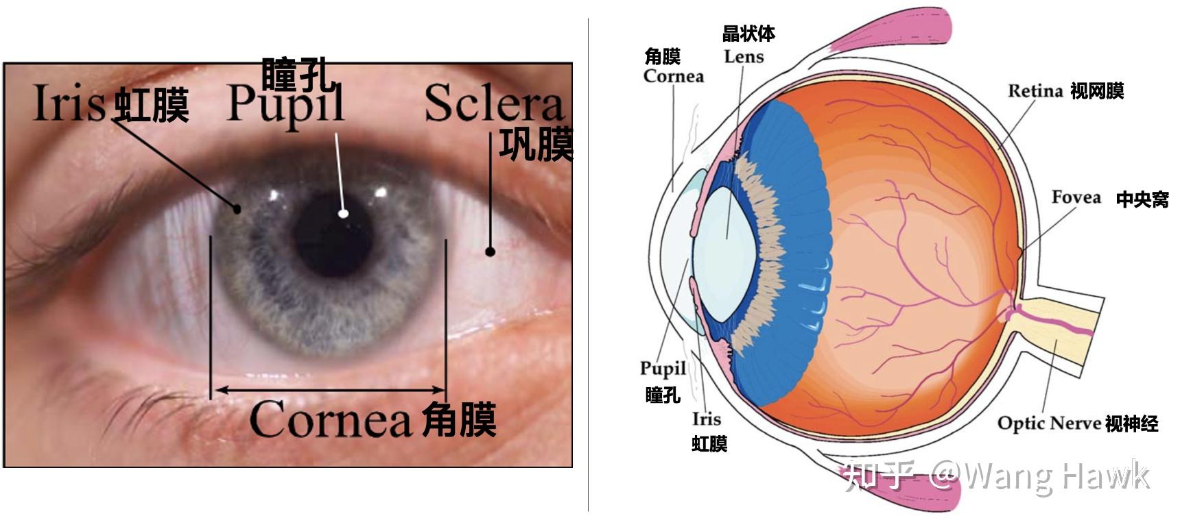 折反射成像系统与人眼物理模型