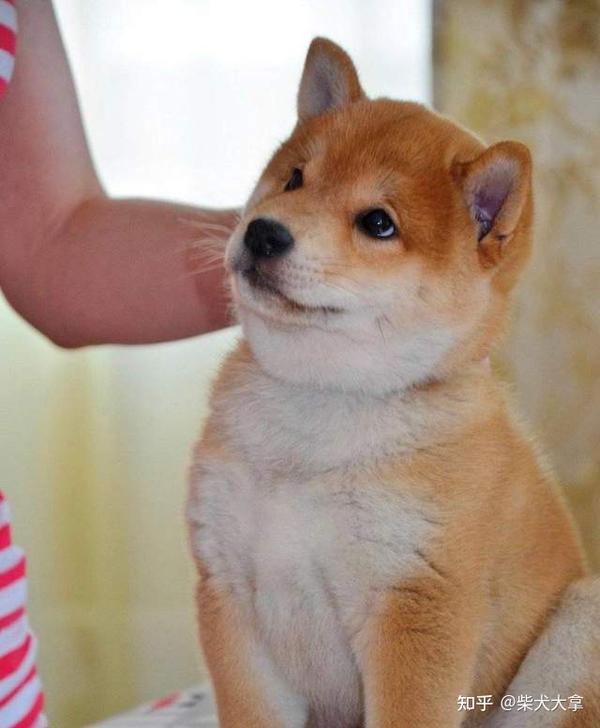 给大家普及失格犬的表现,是想让大家在购买柴犬时多一个参考.