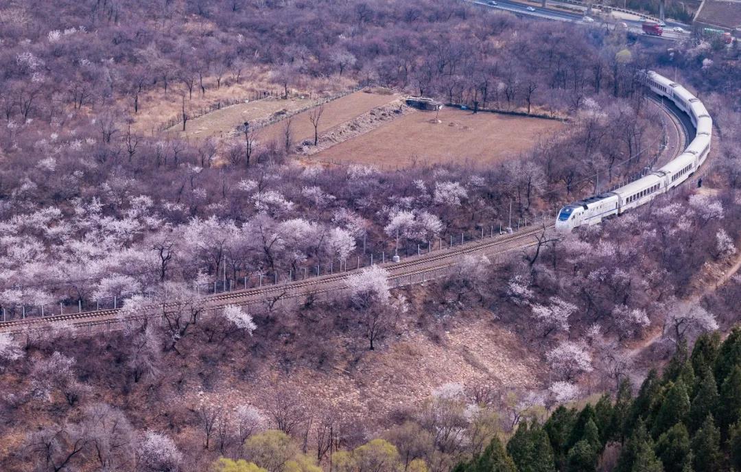 居庸关花海列车·桃花