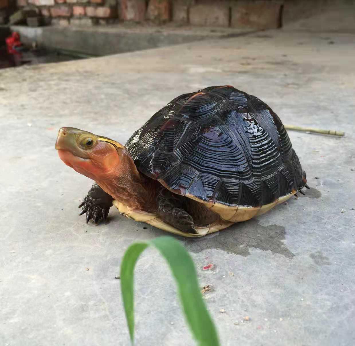 (龟类发烧友多指点)