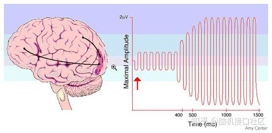 稳态视觉诱发电位(steady-statevisual evoked potentials ssvep)