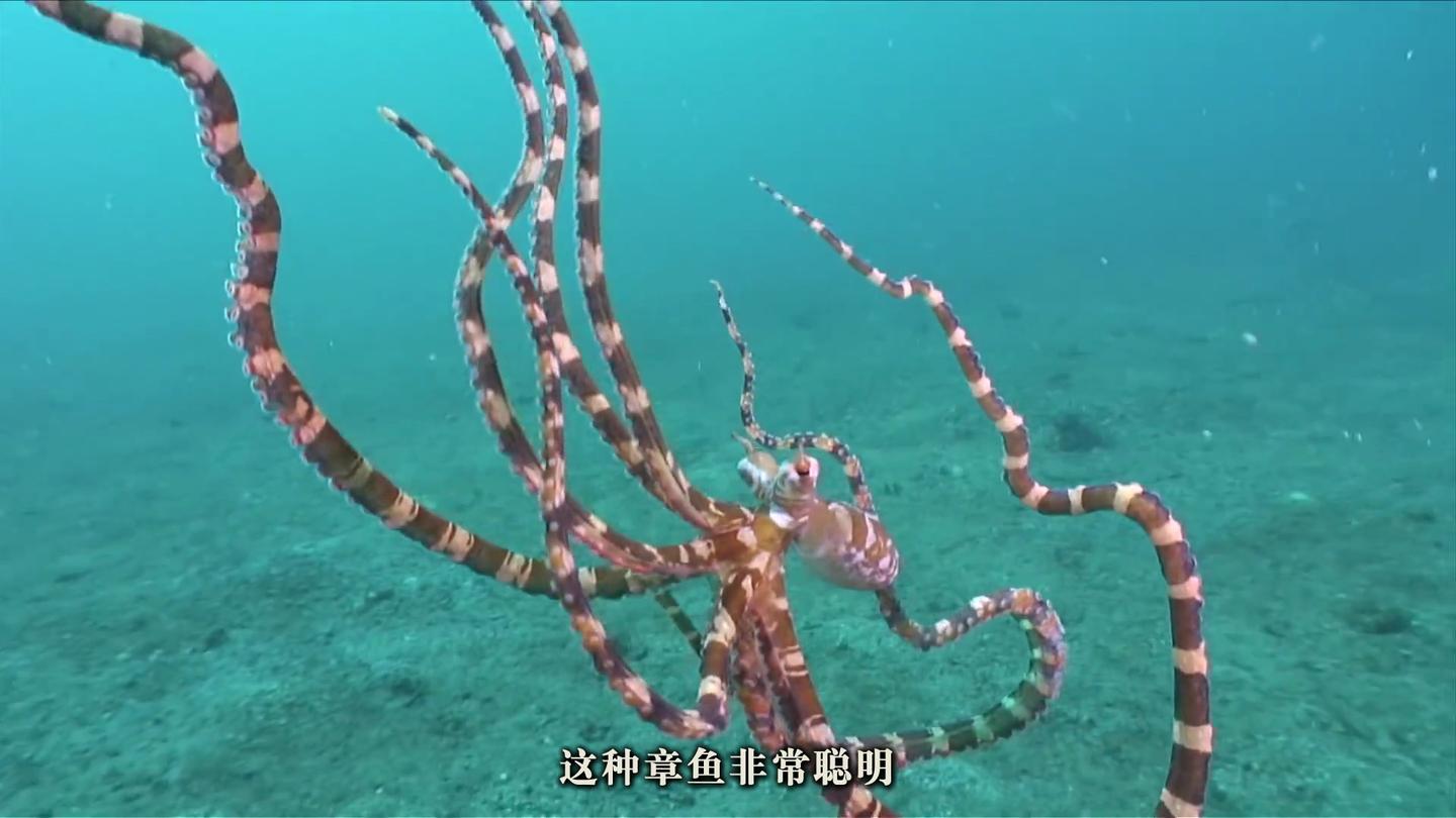 能够形神兼备地模仿多种动物的拟态章鱼