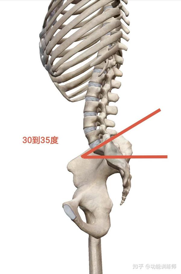 小腹突出,腰肌劳损等等 正常的骶骨是相对中正,垂直,内嵌的 骶骨角