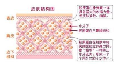 胶原蛋白什么时候吃最好