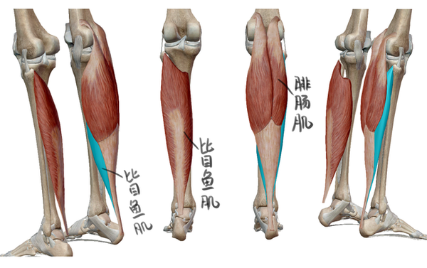 比目鱼肌因形状得名,起自腓骨前端,并连接骨折骨后侧,与腓肠肌肌腱