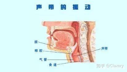 声带的位置