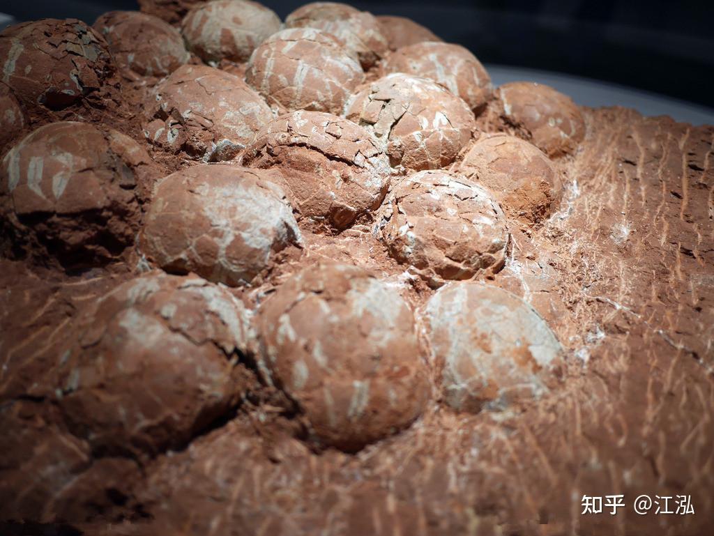 零突破福建也有恐龙化石啦