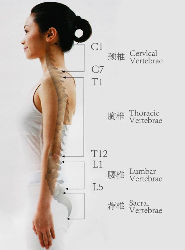 瑜伽者必备:了解人体的构造,建立科学的正位概念