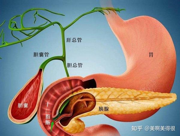 胆汁是黄绿色的偏碱性液体,虽然以"胆"命名,但其实 是肝细胞分泌的.