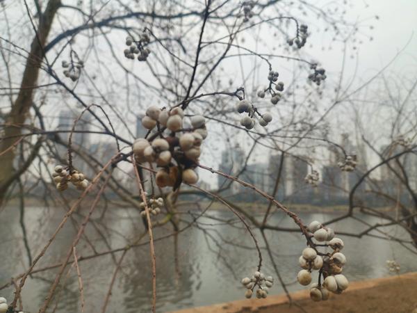 江西吉安:如雪果实挂满枝头 冬天的乌桕树色彩动人