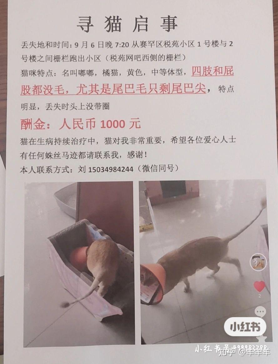 千元寻病猫,呼和浩特寻猫启事