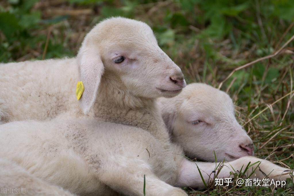 小反刍动物病毒属于副粘病毒科麻疹病毒成员,属于牛瘟病毒,犬瘟热病毒