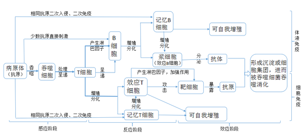 特异性免疫按主要作战的淋巴细胞可分为体液免疫和细胞免疫,二者都要