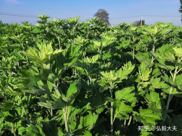 艾草和白蒿的区别附图片