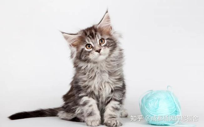 成都缅因猫价格成都缅因猫幼崽多少钱一只