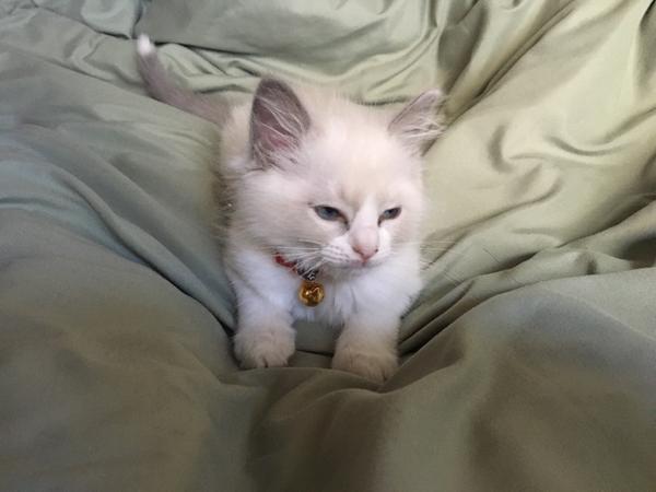 养布偶猫是种怎样的体验?