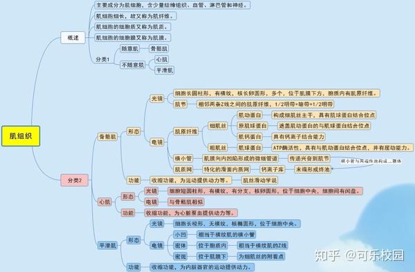 【组织学与胚胎学】期末复习重点——肌组织篇