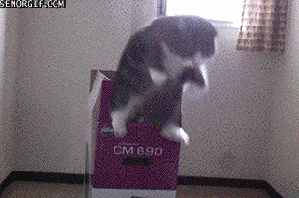 有哪些搞笑的猫咪表情包