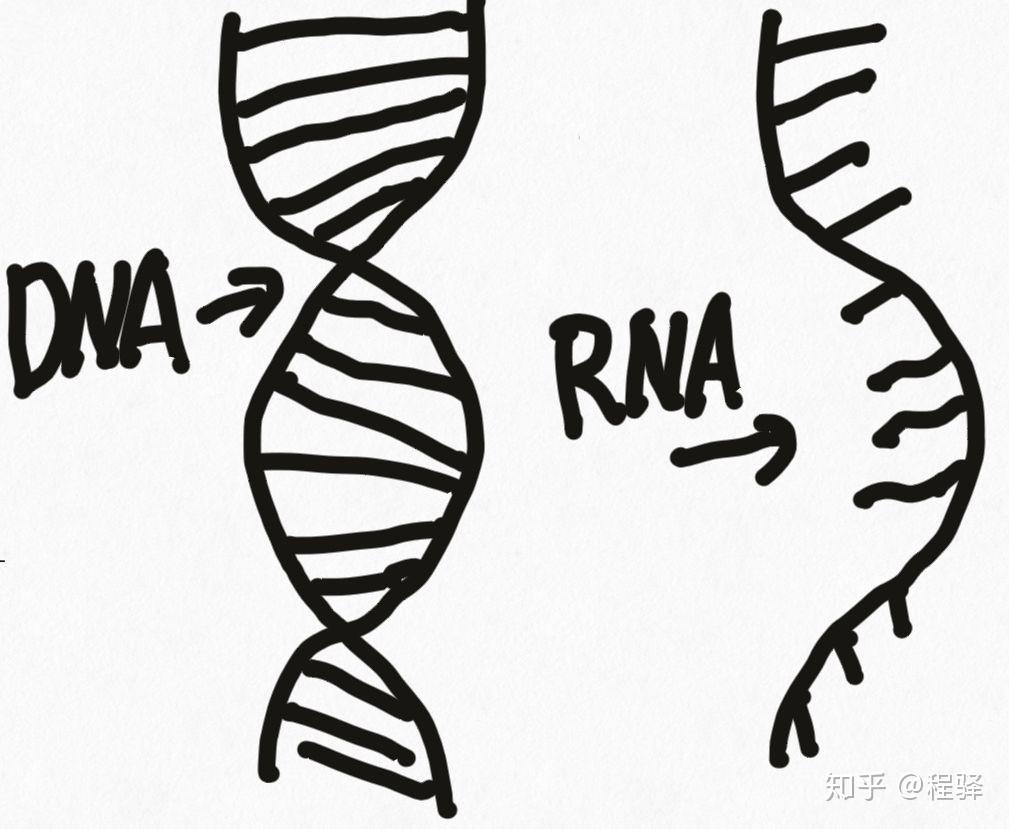 你就分别得出图中这样的东西,左边叫dna,右边叫rna.