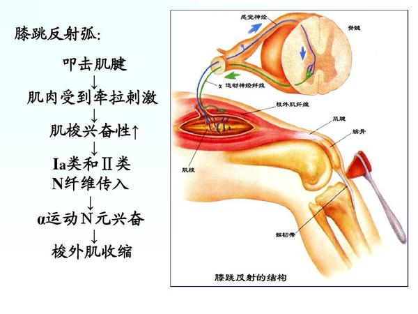 牵张反射可以调节姿势, 是运动与姿势调节的反射基础.