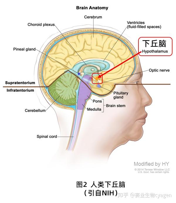 深度解读长非编码rna在下丘脑中抗衰老的机制