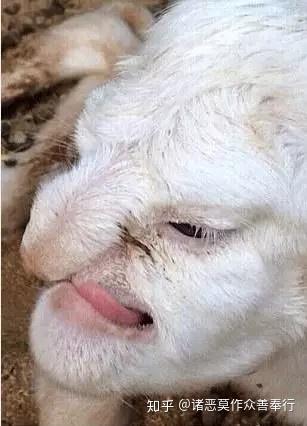 前不久,农户发现一只母羊怀孕后,满心欢喜,准备等小羊出生就把它卖掉