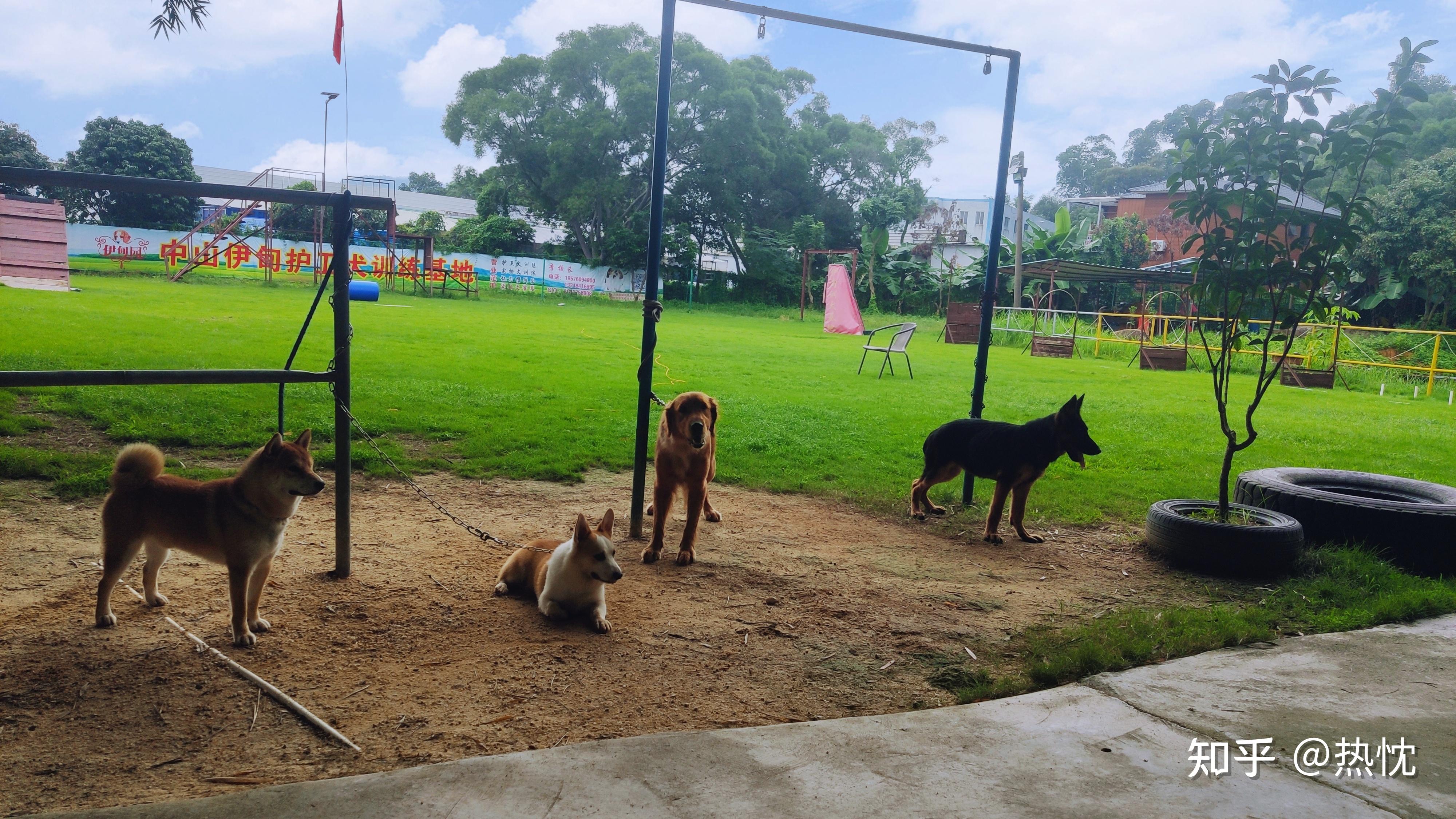 狗狗训练宠物训练中山伊甸园训犬基地