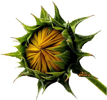 (1) 花开,大红大紫竞相绽放【gif】花篮瓷器【静态图】【gif】花篮