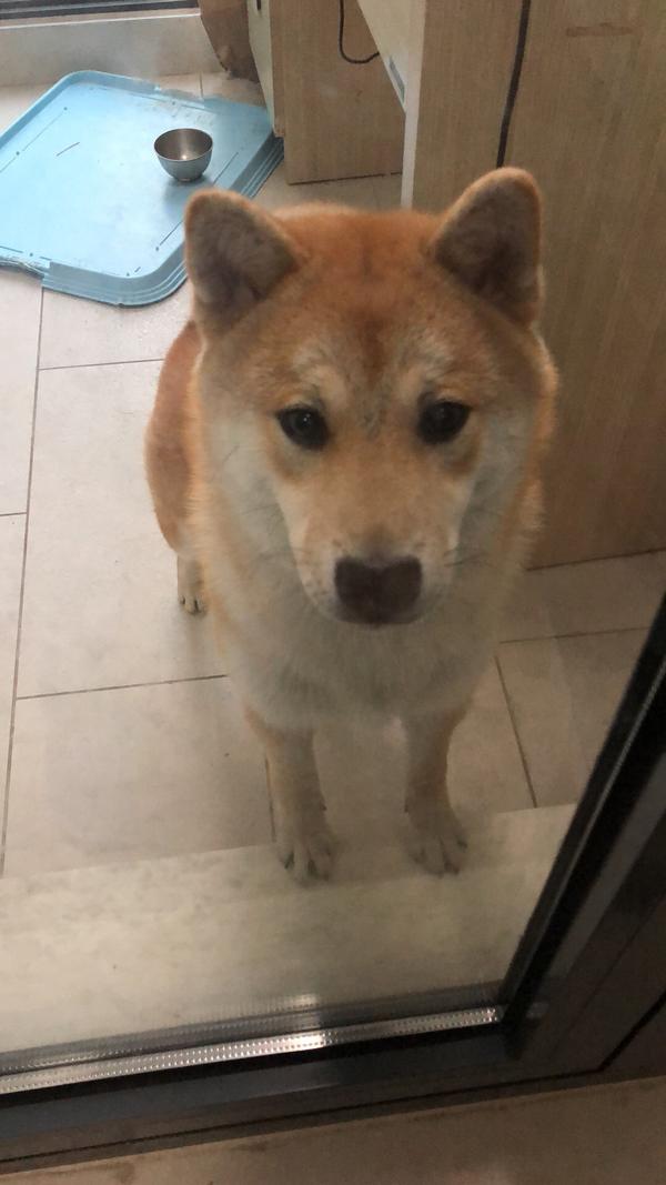 柴犬多大能过尴尬期?