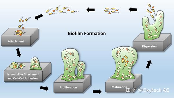 管道生物膜造成持续细菌污染