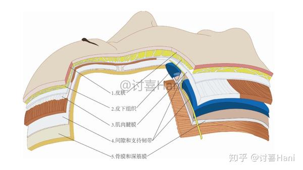 皮相篇 皮相,简单来说,是由骨骼之上的面部软组织(包括筋膜,肌肉