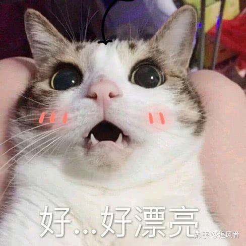 有什么特别可爱猫猫的动态图或表情包吗?