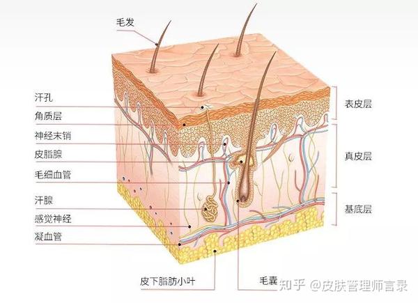 痘痘疤的皮肤管理办法!