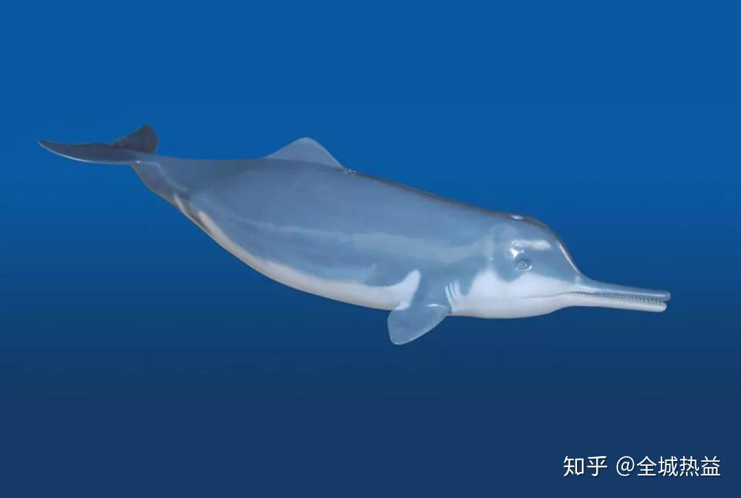全城热益水中熊猫白鳍豚530万年前的活化石