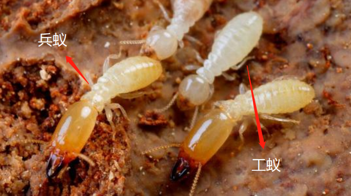 白蚁图片是什么样,白蚁如何有效防治?